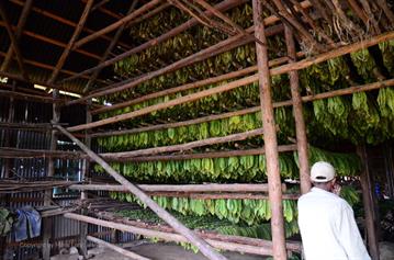 Tobacco-Farmer,_Pinar_del_Rio,_DSC_8850_b_H600