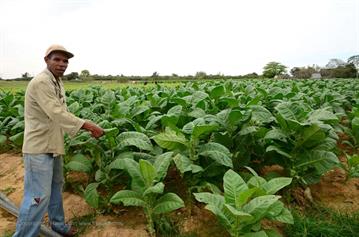 Tobacco-Farmer,_Pinar_del_Rio,_DSC_8863_b_H600