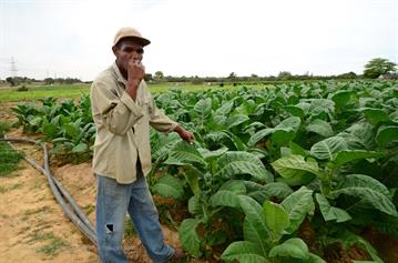 Tobacco-Farmer,_Pinar_del_Rio,_DSC_8865_b_H600