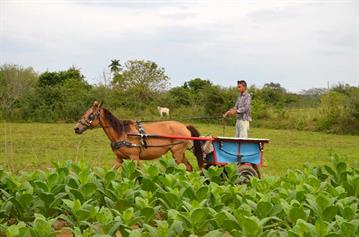 Tobacco-Farmer,_Pinar_del_Rio,_DSC_8870_b_H600