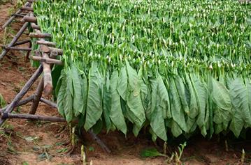 Tobacco-Farmer,_Pinar_del_Rio,_DSC_9020_b_H600