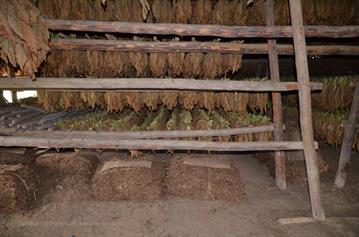 Tobacco-Farmer,_Pinar_del_Rio,_DSC_9023_b_H600
