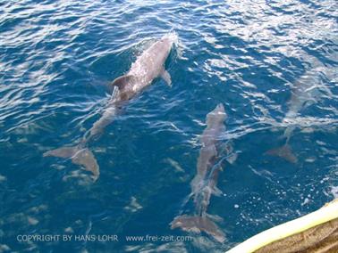 KENYA_2007,_Swimming_with_Dolfins,_DSC04502H488