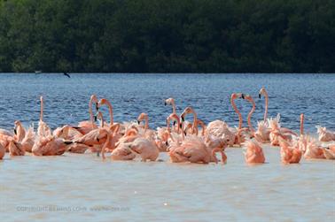 Ria-Celestun,-Flamingo-Lagune,_DSC_5628_b_H600Px