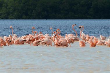 Ria-Celestun,-Flamingo-Lagune,_DSC_5632_b_H600Px