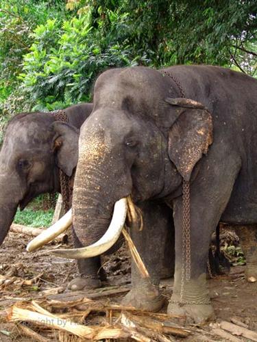 Kandy,_Elephant_camp,_DSC06514B_H600