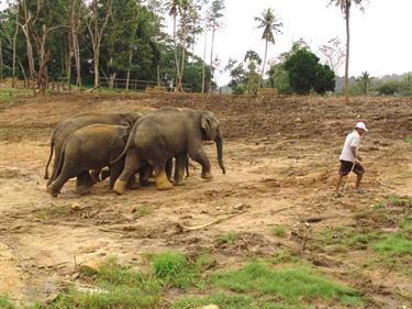 Kandy,_Elephant_camp,_DSC06516B_H600