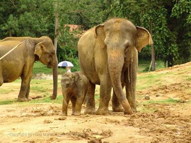 Kandy,_Elephant_camp,_DSC06517B_H600