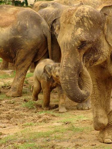 Kandy,_Elephant_camp,_DSC06518B_H600