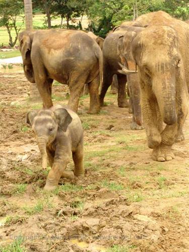 Kandy,_Elephant_camp,_DSC06519B_H600