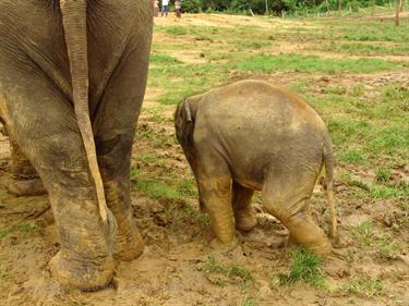 Kandy,_Elephant_camp,_DSC06520B_H600