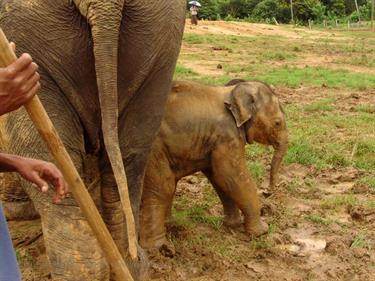 Kandy,_Elephant_camp,_DSC06521B_H600
