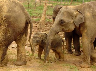 Kandy,_Elephant_camp,_DSC06522B_H600