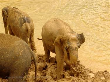 Kandy,_Elephant_camp,_DSC06523B_H600