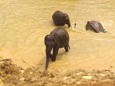 Kandy,_Elephant_camp,_DSC06524B_H600
