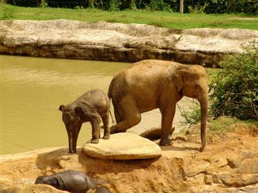 Kandy,_Elephant_camp,_DSC06526B_H600