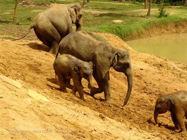 Kandy,_Elephant_camp,_DSC06527B_H600