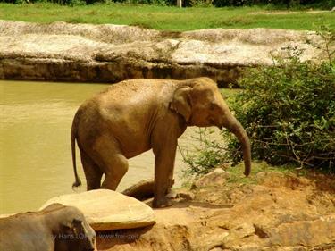 Kandy,_Elephant_camp,_DSC06528B_H600