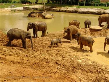 Kandy,_Elephant_camp,_DSC06529B_H600
