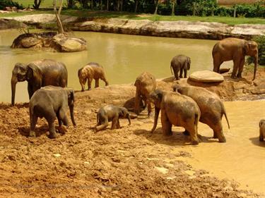 Kandy,_Elephant_camp,_DSC06530B_H600