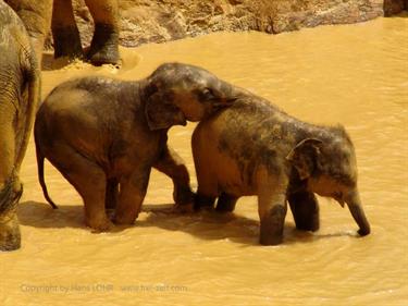 Kandy,_Elephant_camp,_DSC06533B_H600