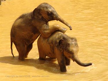 Kandy,_Elephant_camp,_DSC06534B_H600