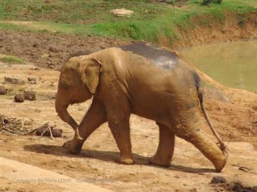 Kandy,_Elephant_camp,_DSC06536B_H600