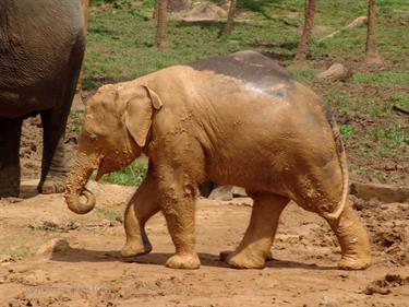 Kandy,_Elephant_camp,_DSC06537B_H600