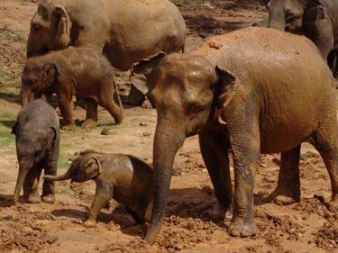 Kandy,_Elephant_camp,_DSC06538B_H600