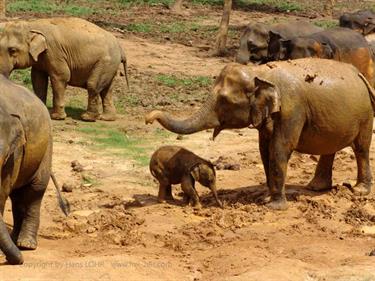 Kandy,_Elephant_camp,_DSC06539B_H600