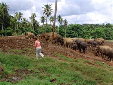 Kandy,_Elephant_camp,_DSC06540B_H600