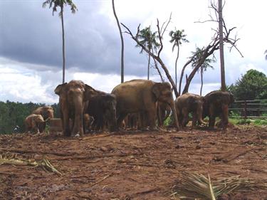 Kandy,_Elephant_camp,_DSC06541B_H600
