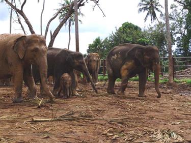 Kandy,_Elephant_camp,_DSC06542B_H600