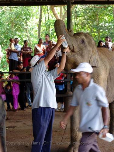 Kandy,_Elephant_camp,_DSC06543B_H600