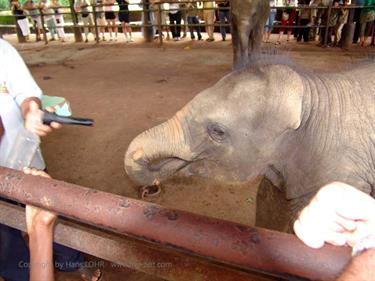 Kandy,_Elephant_camp,_DSC06545B_H600