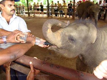 Kandy,_Elephant_camp,_DSC06546B_H600