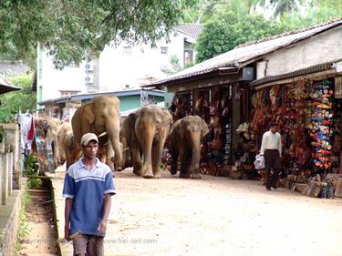 Kandy,_Elephant_camp,_DSC06550B_H600