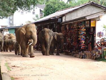 Kandy,_Elephant_camp,_DSC06551B_H600