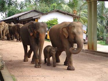 Kandy,_Elephant_camp,_DSC06552B_H600