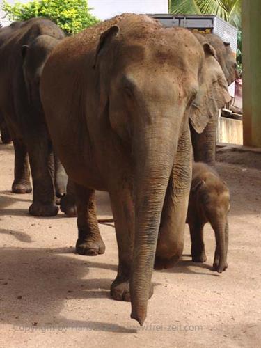 Kandy,_Elephant_camp,_DSC06553B_H600
