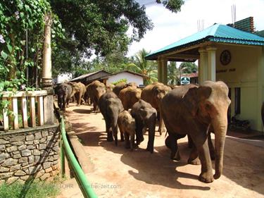 Kandy,_Elephant_camp,_DSC06554B_H600