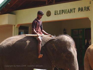 Kandy,_Elephant_camp,_DSC06555B_H600