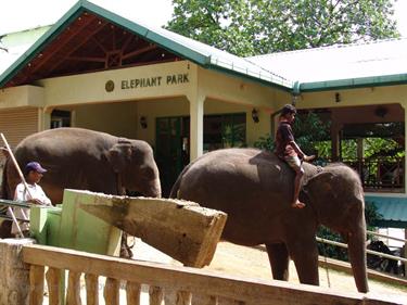 Kandy,_Elephant_camp,_DSC06556B_H600