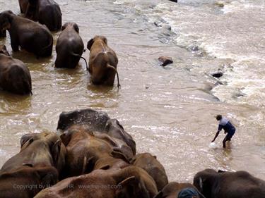 Kandy,_Elephant_camp,_DSC06557B_H600