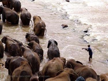 Kandy,_Elephant_camp,_DSC06558B_H600
