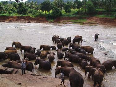 Kandy,_Elephant_camp,_DSC06560B_H600