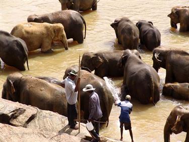 Kandy,_Elephant_camp,_DSC06562B_H600