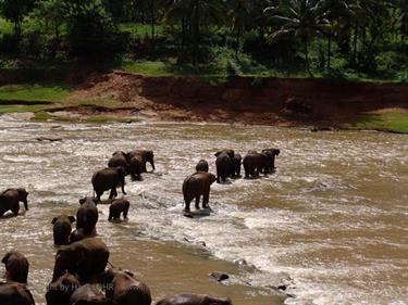 Kandy,_Elephant_camp,_DSC06563B_H600
