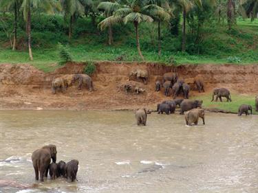 Kandy,_Elephant_camp,_DSC06565B_H600