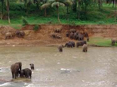 Kandy,_Elephant_camp,_DSC06566B_H600